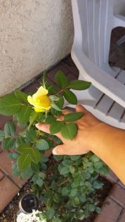 A beautiful rose I thought I never could grow, guess what I did it! And its beauty has the thorns to remind us that beautiful things can still have pain attached to it..